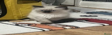 Ragdoll 2