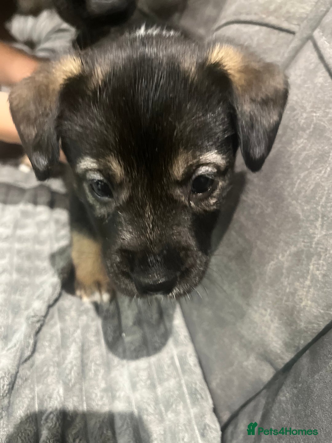 Mixed Breed dogs for sale: 🐾🐾🐾Siberian husky/french spaniel puppies 🐾🐾🐾 - Image 3