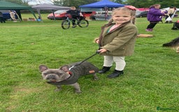 French Bulldog dogs for sale: Blue female French bulldog 2years old - Image 5
