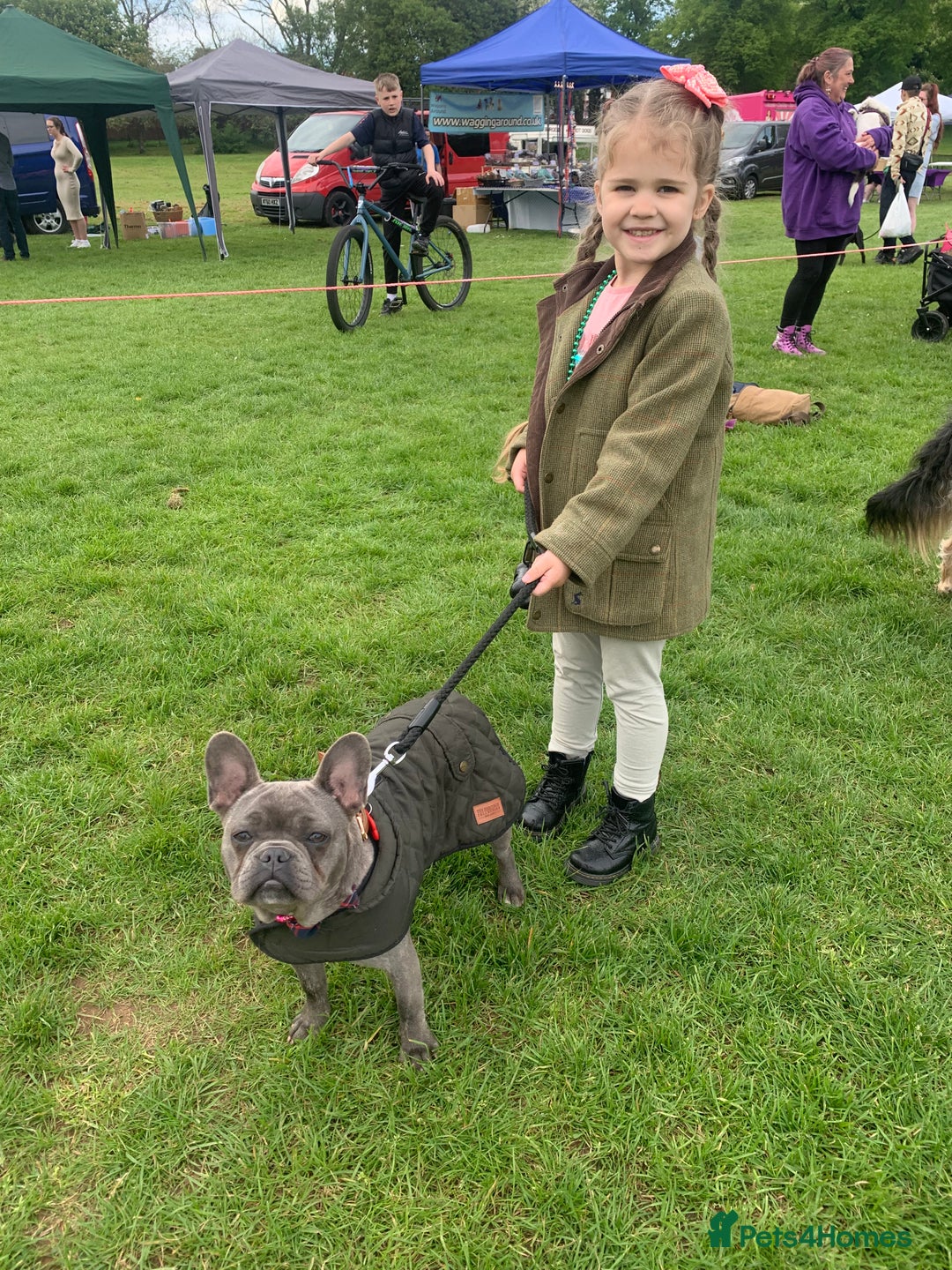 French Bulldog dogs for sale: Blue female French bulldog 2years old - Image 5