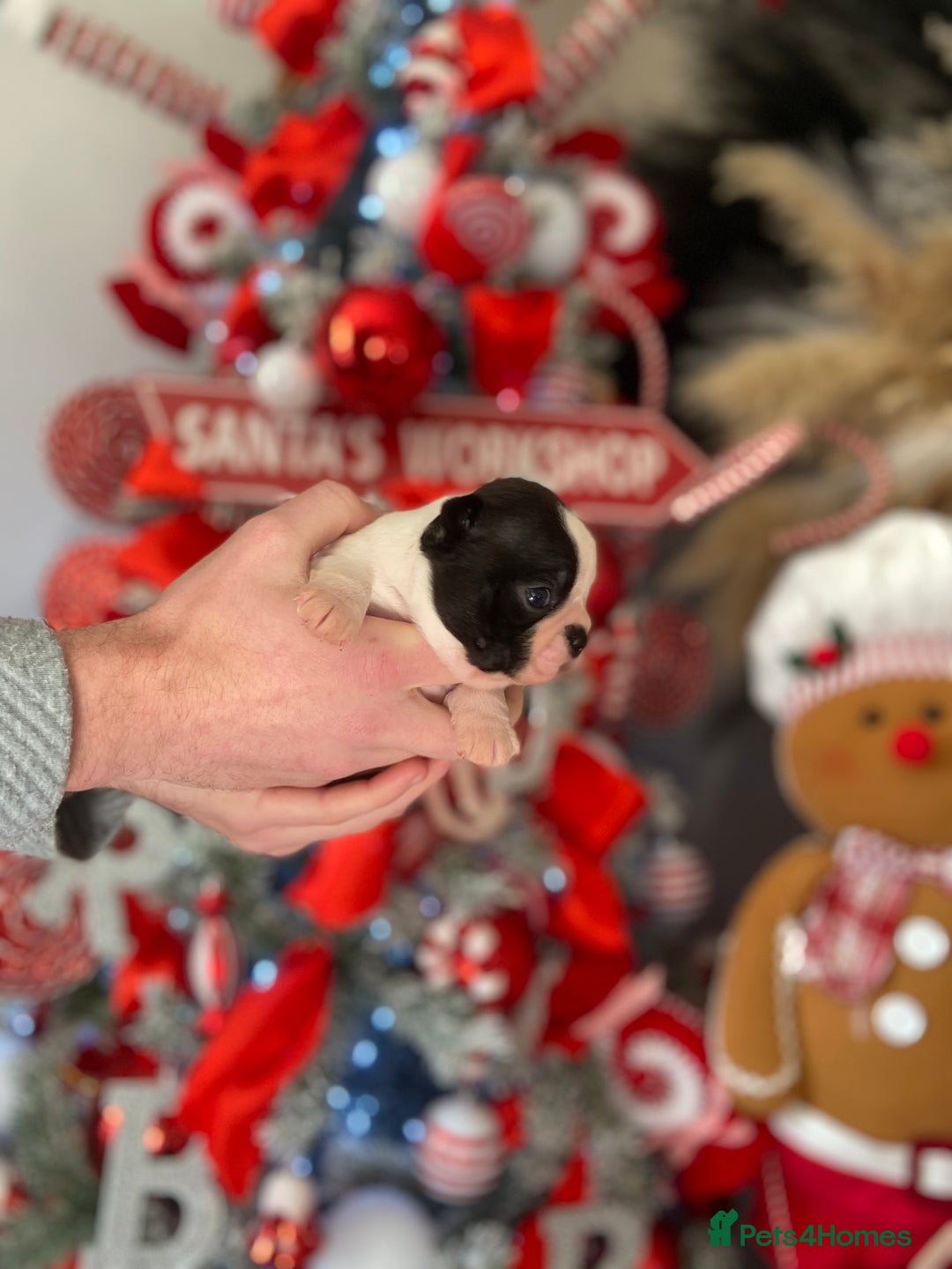 Boston Terrier dogs for sale: Wildax boston terrier KC puppies - Advert 3