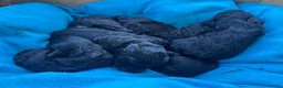 Jackapoo dogs for sale: Jackapoo puppies  in Driffield - Advert 6
