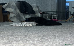 Shihpoo dogs for sale: Beautiful shihpoo puppies - Advert 7