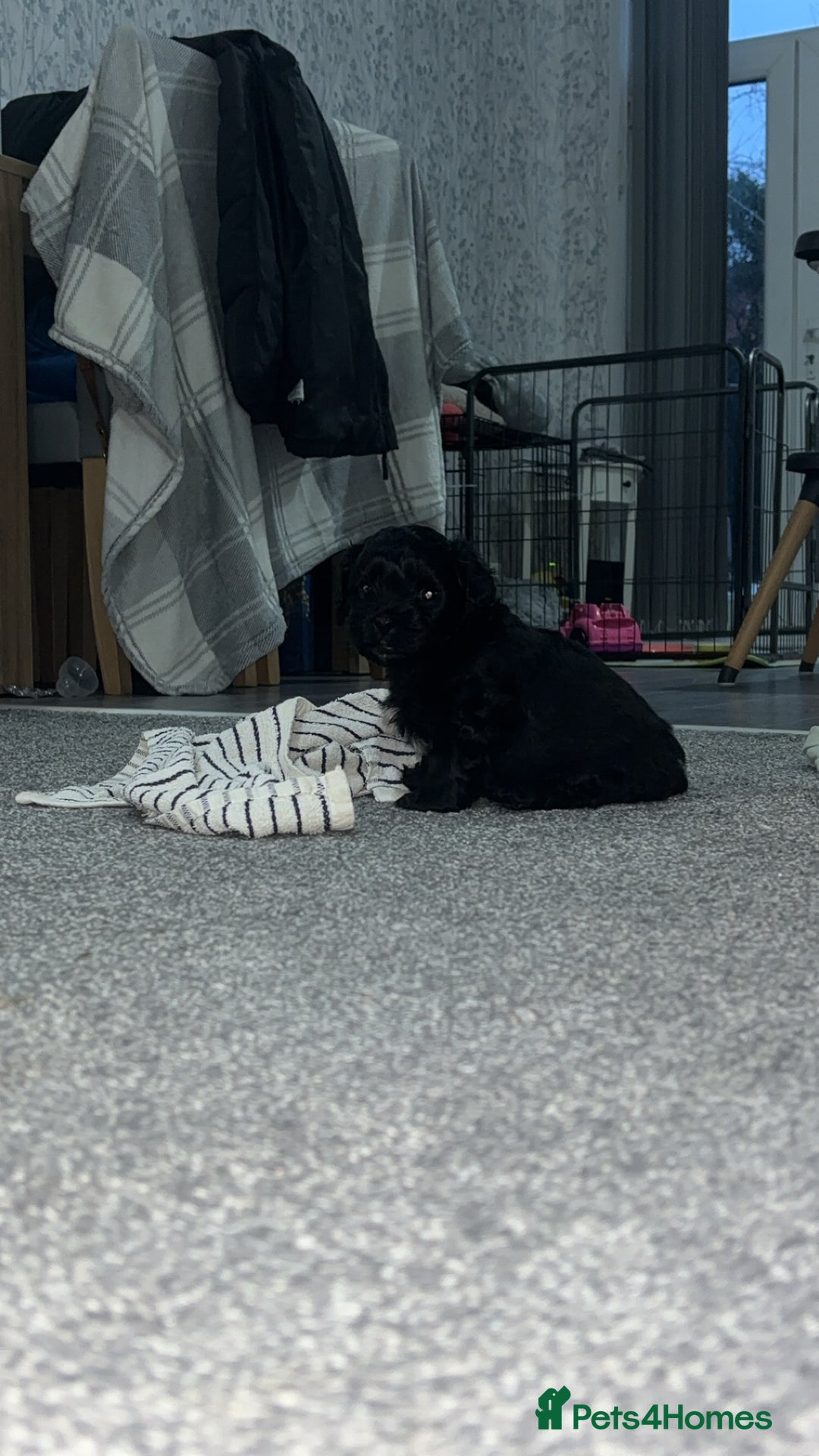 Shihpoo dogs for sale: Beautiful shihpoo puppies - Advert 7