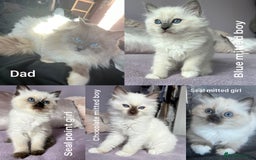 Ragdoll cats for stud: PROVEN GCCF Active Ragdoll Stud Dilute Lilac Genes in Manchester - Image 22