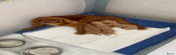 Cavapoo dogs for sale: Cavapoo pupies🐶 - Advert 2