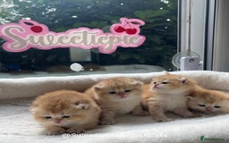 British Shorthair cats for sale: GCCF Reg Show quality & Champion line Goldens - Image 13