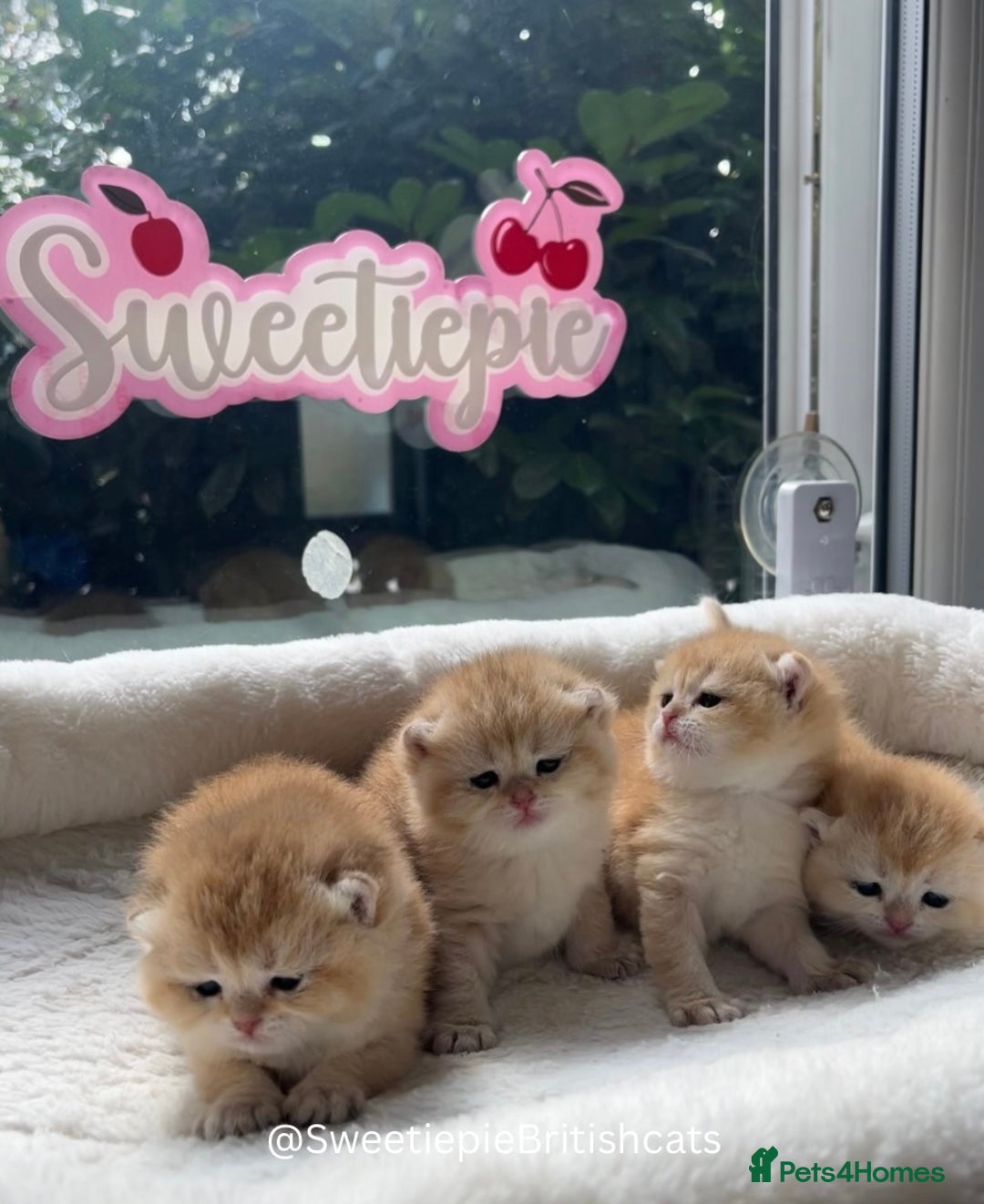 British Shorthair cats for sale: GCCF Reg Show quality & Champion line Goldens - Image 13