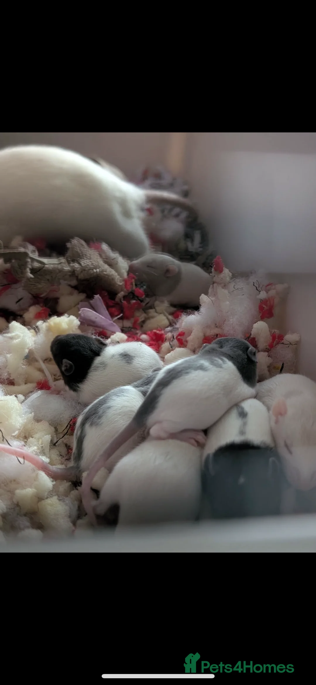 Rat rodents for sale: Rat pups - Advert 4