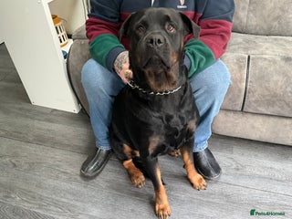 Rottweiler dogs FEMALE ROTTWEILER - Advert 2