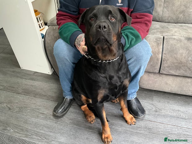 Rottweiler dogs FEMALE ROTTWEILER - Advert 1