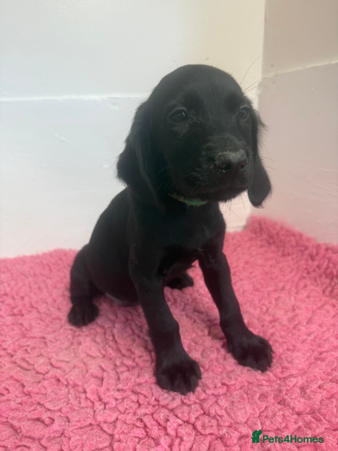 Cockerdor dogs for sale: Gorgeous Cockador Girls - Image 11