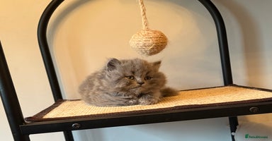 British Longhair cats - Advert 2