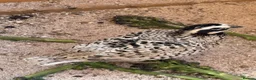 Quail poultry for sale: Snowflake Bobwhite Quail  - Advert 3