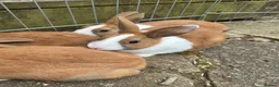 Dutch rabbits for sale: Dutch baby bunnies 10 weeks  - Advert 2