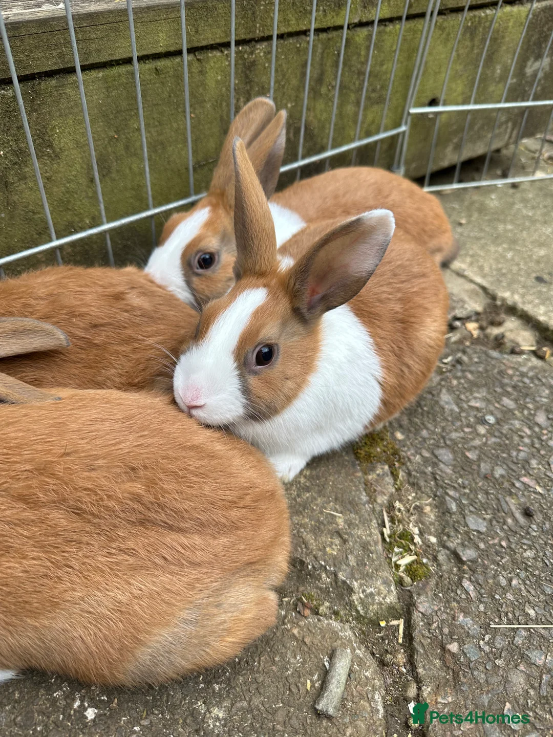 Dutch rabbits for sale: Dutch baby bunnies 10 weeks  - Advert 2