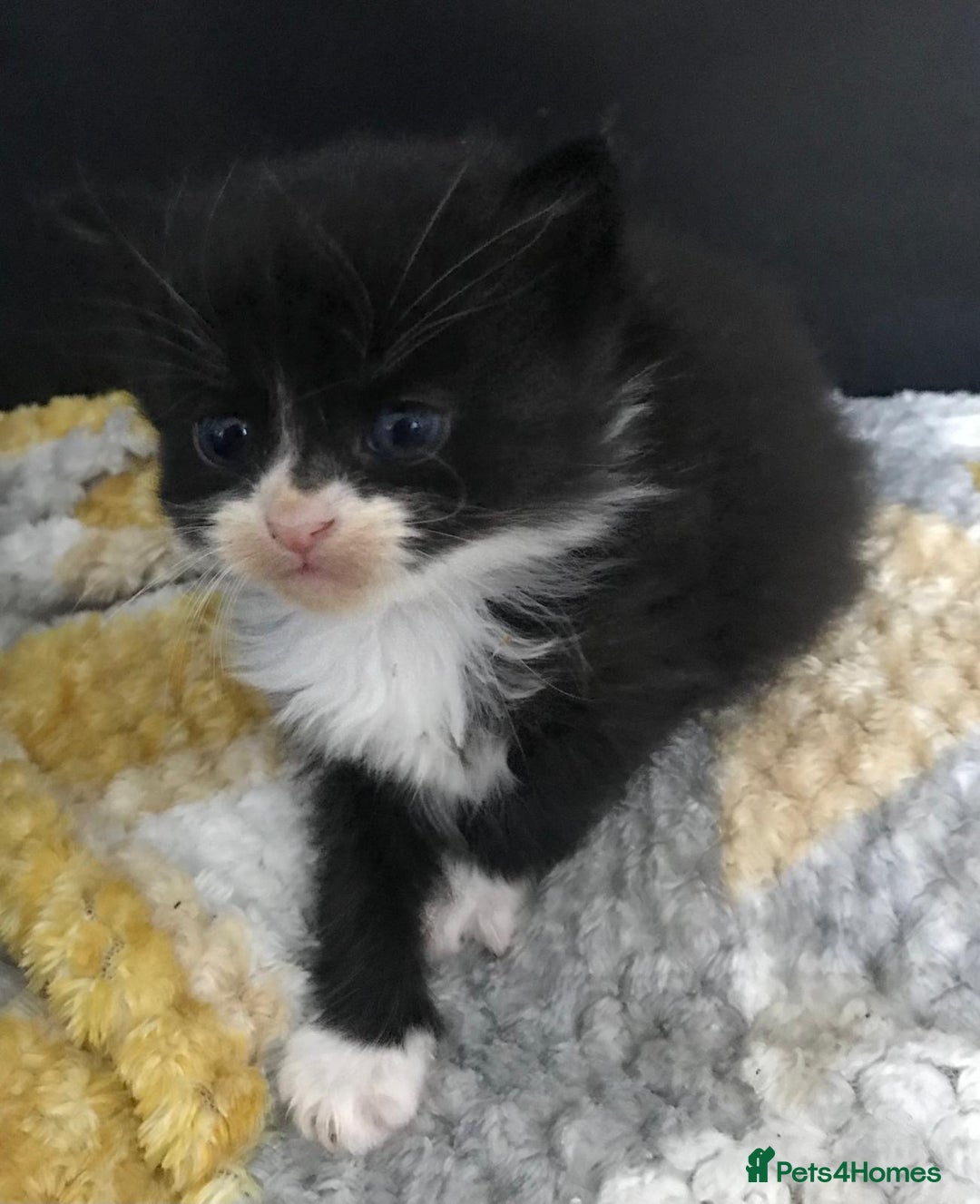 Mixed Breed cats for sale: Adorable half rag doll kittens  - Advert 18