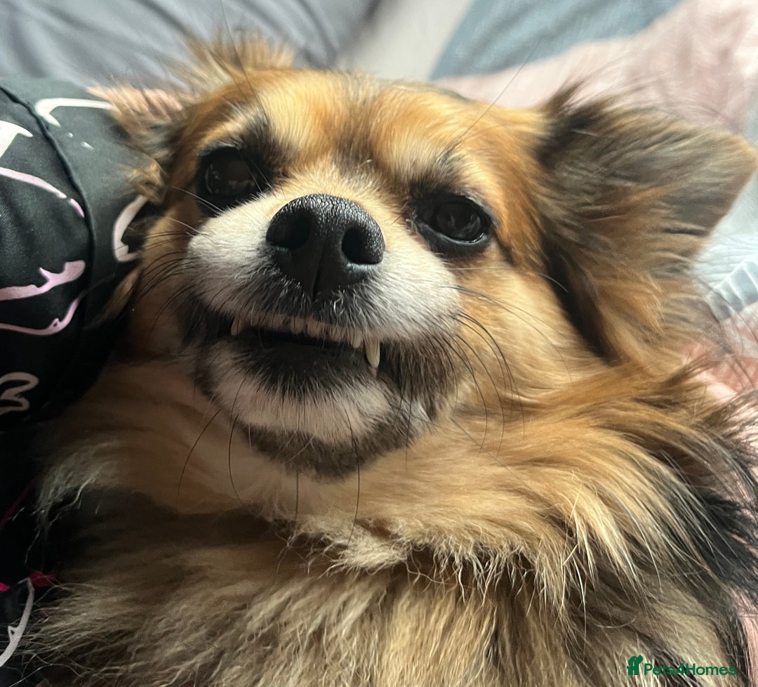 Chorkie dogs for sale: Teddy.  - Advert 2