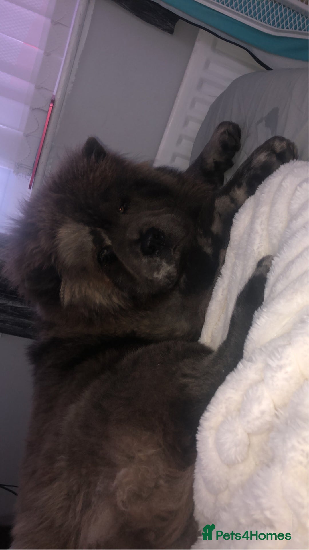 Chow Chow dogs for stud: Chow stud 🔝 - Image 3