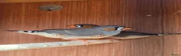 Finches birds for sale: 2 x male zebra finches in Frodsham - Advert 2