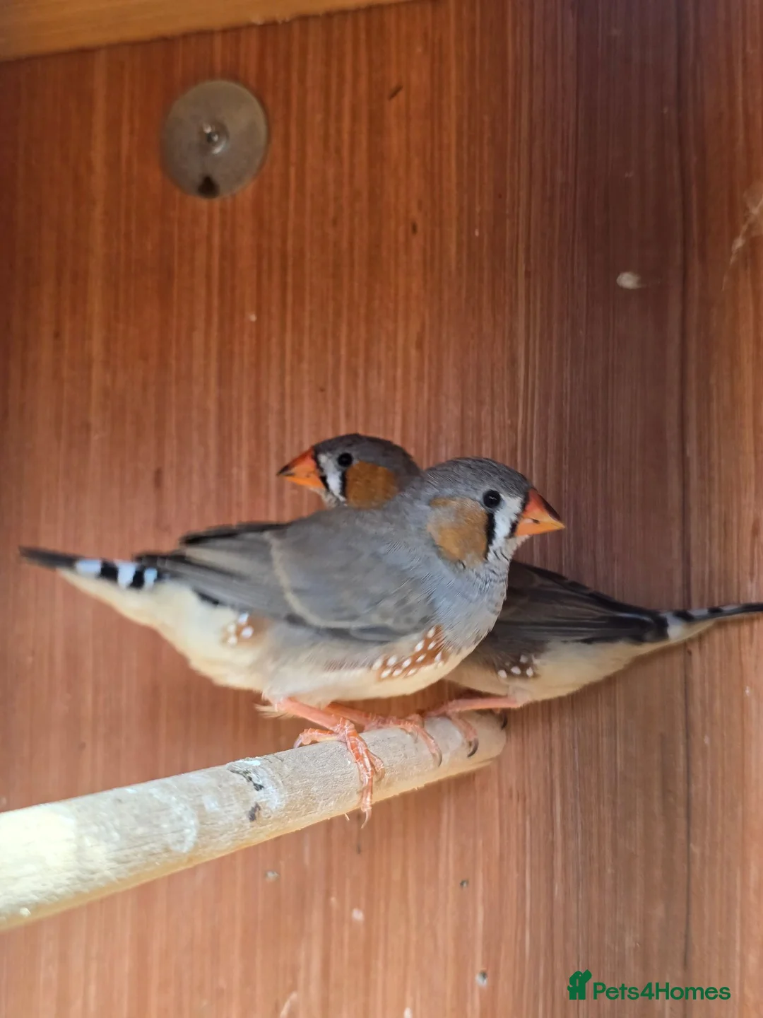 Finches birds for sale: 2 x male zebra finches in Frodsham - Advert 2