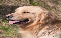 Golden Retriever dogs for sale: Beautiful KC Registered Golden Retrievers for Sale - Image 22