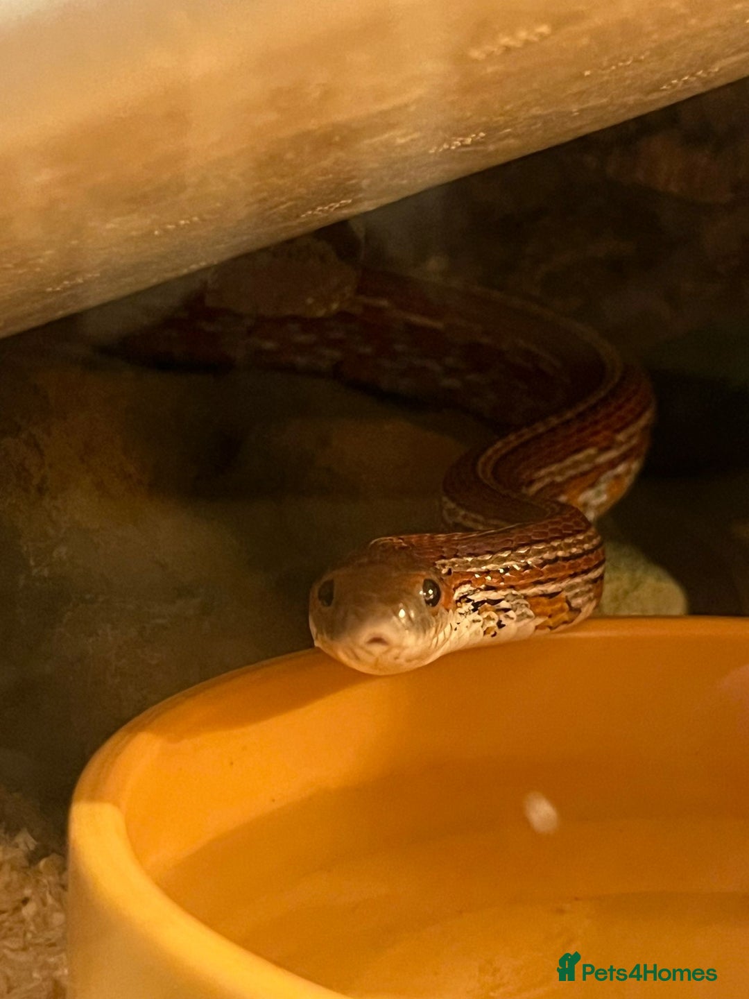 Corn Snake reptiles for sale: Beautiful corn snake  - Advert 5