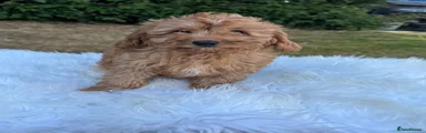 Boy 2