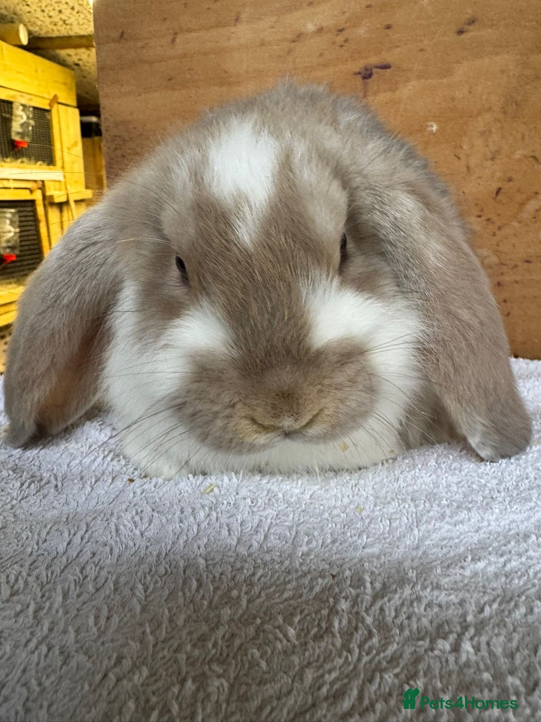 French Lop rabbits for sale: Purebred French Lop baby rabbits for sale  - Advert 2