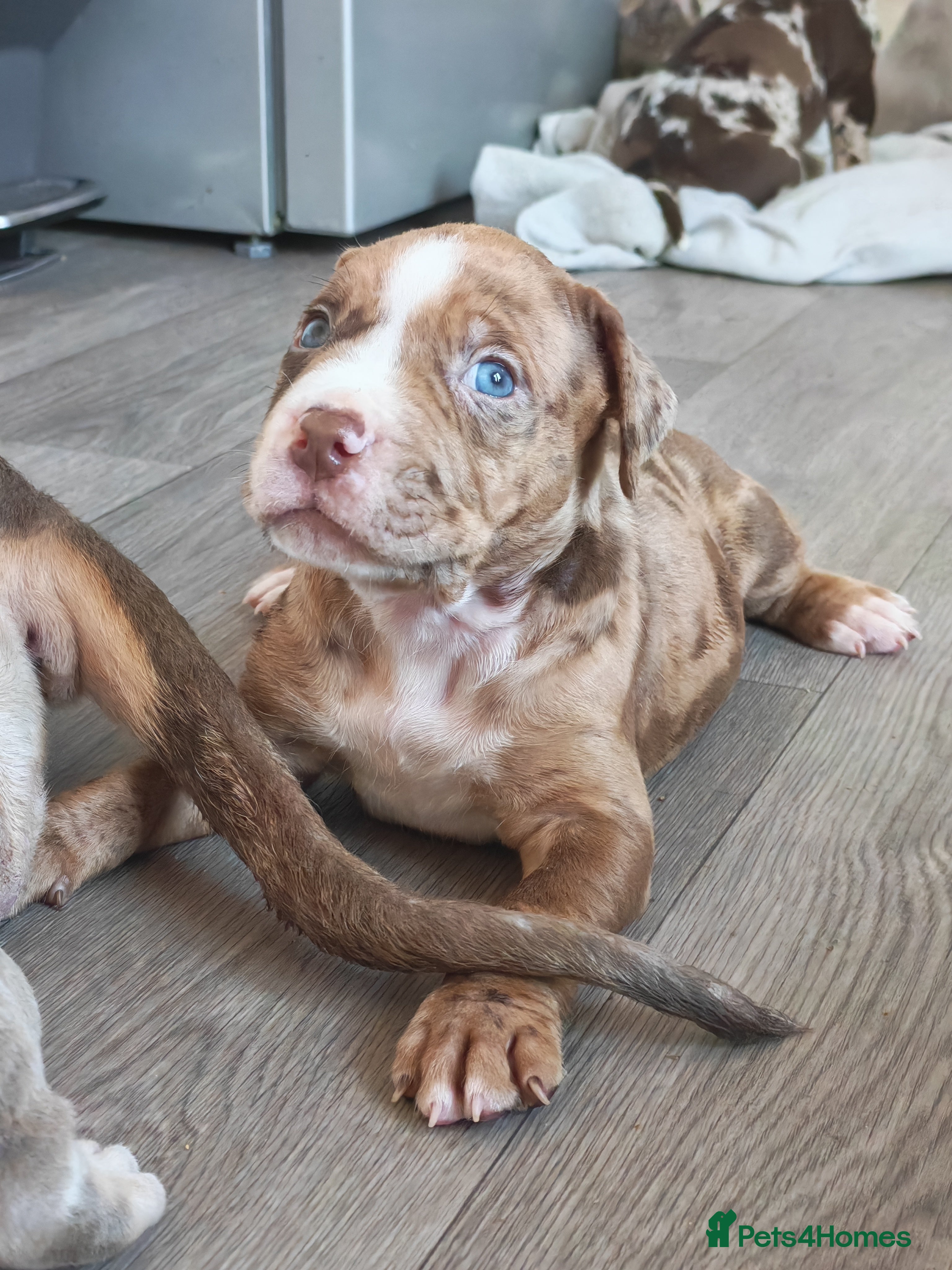 Mixed Breed dogs Staffy x American Bulldog Puppies - Advert 2