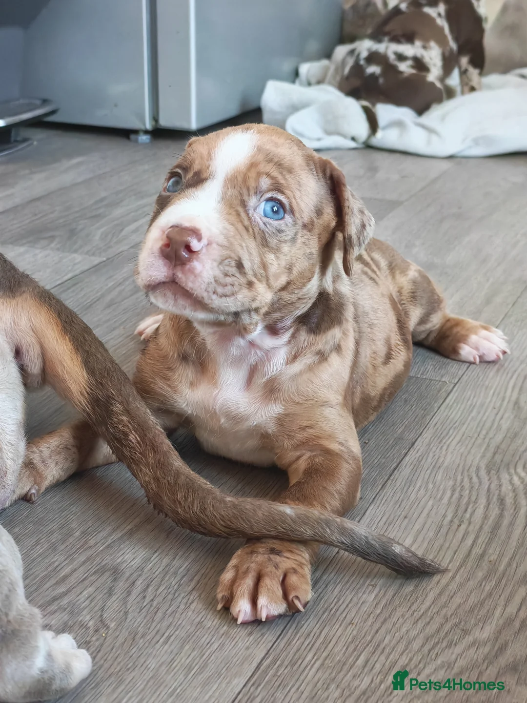 Mixed Breed dogs for sale: Staffy x American Bulldog Puppies - Advert 2