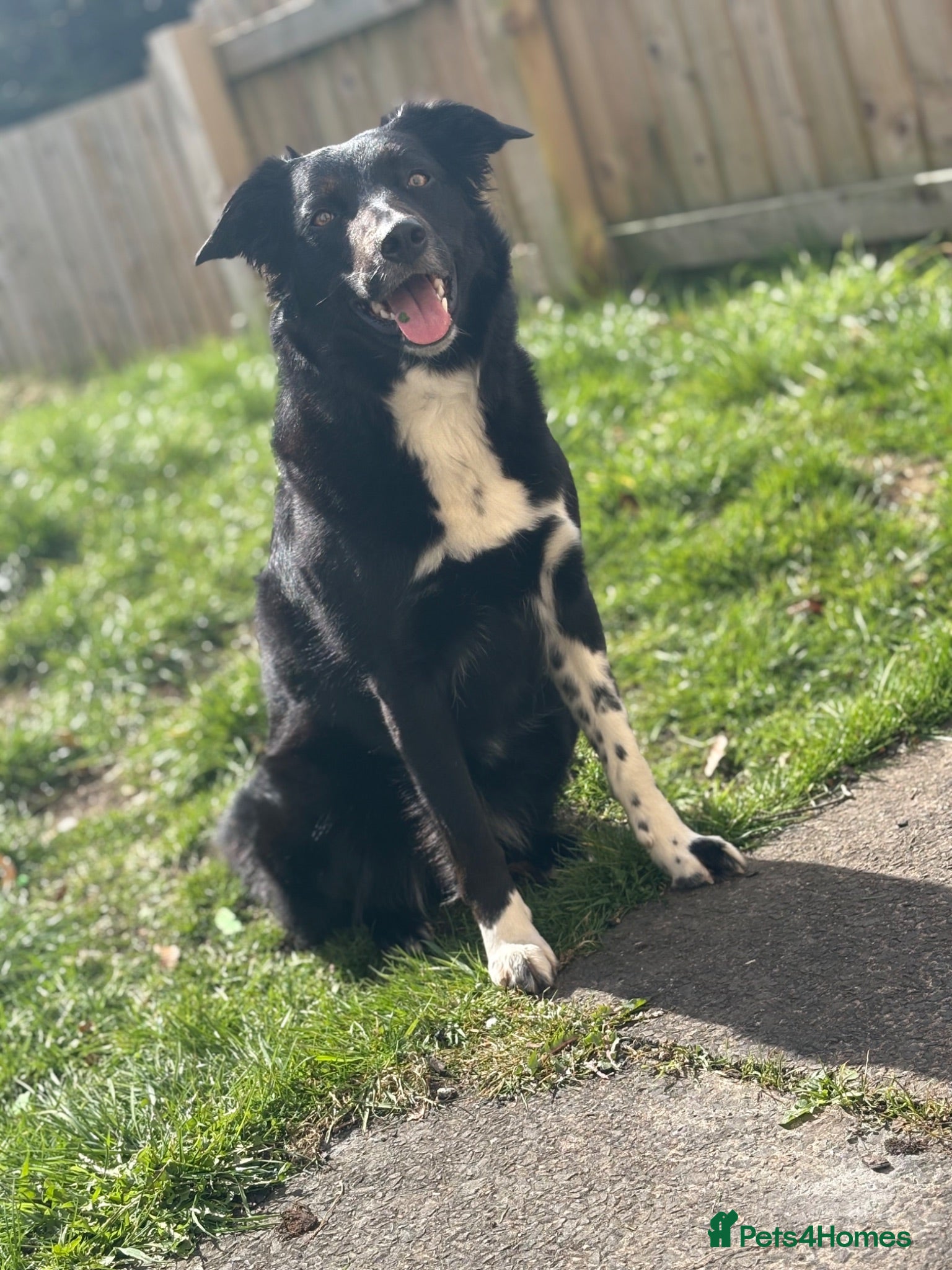 Mixed Breed dogs Collie, German shepherd, Rottweilers  - Advert 1