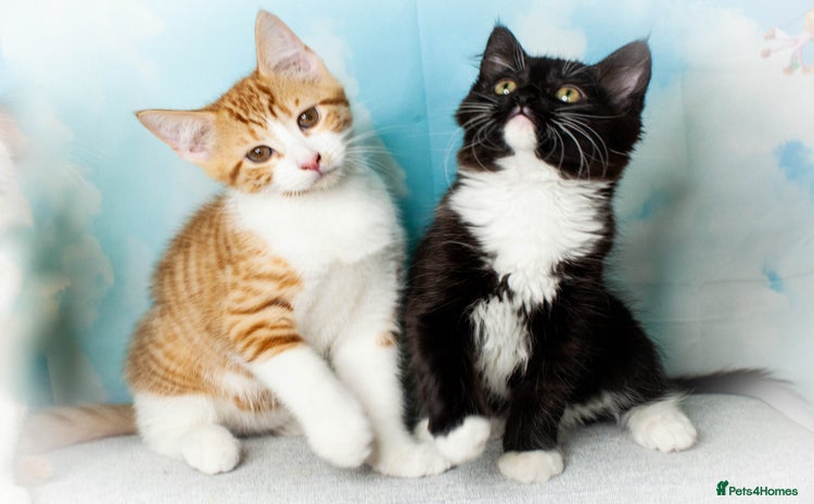 Mixed Breed cats - Advert 4