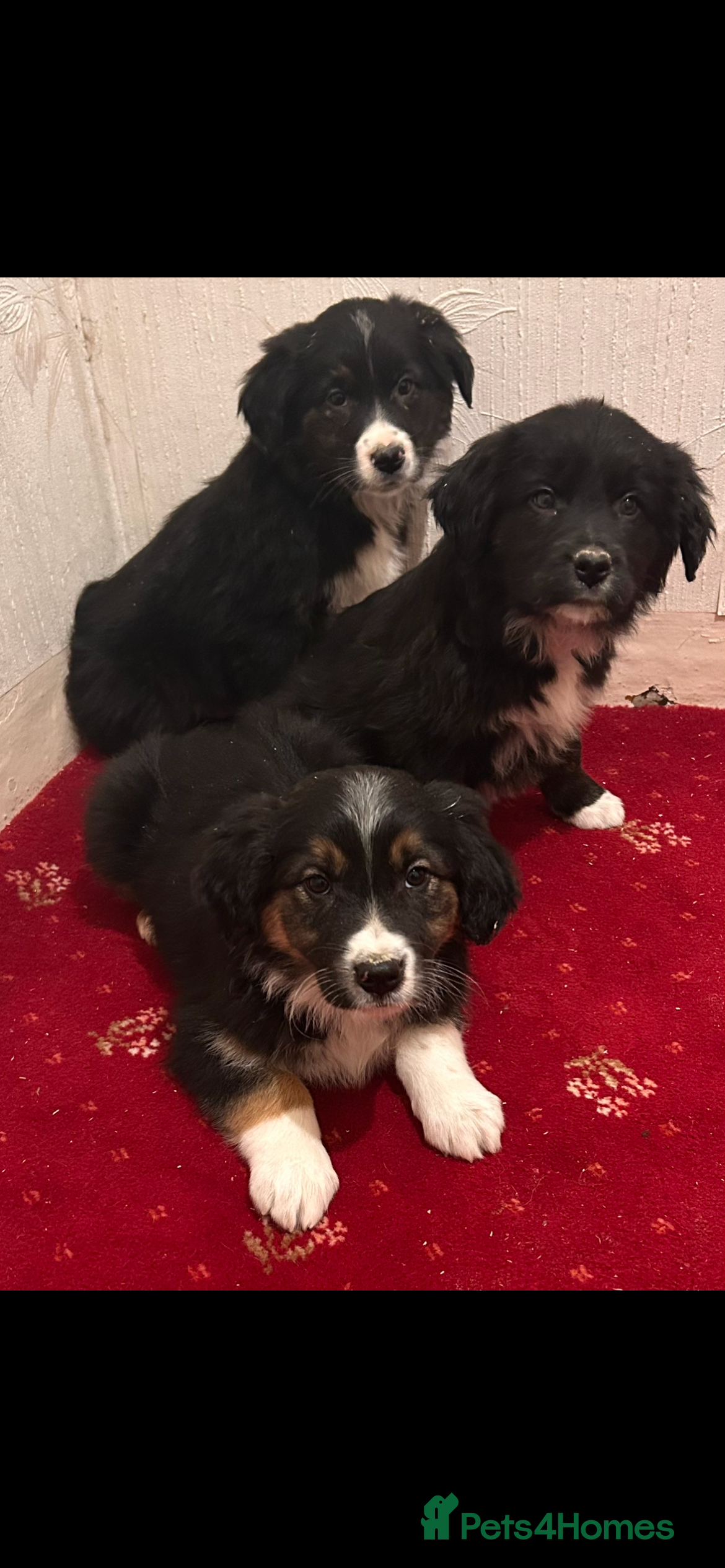 Mixed Breed dogs  Collie x golden retriever puppies  - Advert 8