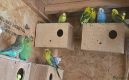 Budgerigars birds for sale: Blackwing and budgies available  - Image 7