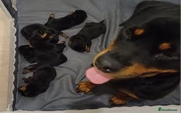 Rottweiler dogs for sale: Purebred Rottweiler Puppies Family Raised! 🐾 - Image 3