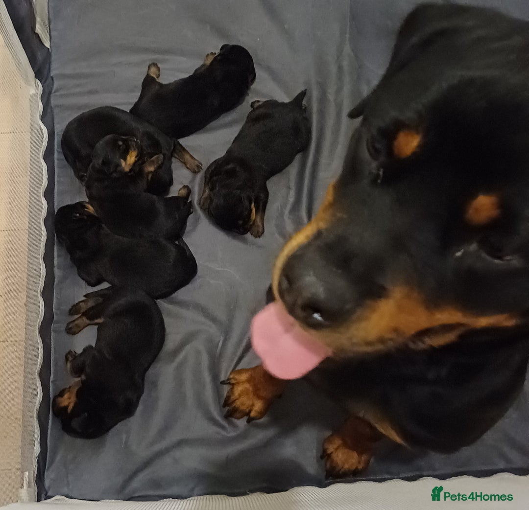 Rottweiler dogs for sale: Purebred Rottweiler Puppies Family Raised! 🐾 - Image 3