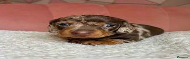 Miniature Dachshund 2