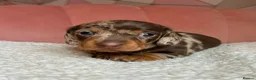 Miniature Dachshund dogs for sale: Smooth haired Dachshund puppies. - Advert 5