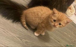 Domestic Shorthair cats for sale: Beautiful kittens  in Cheltenham - Image 6