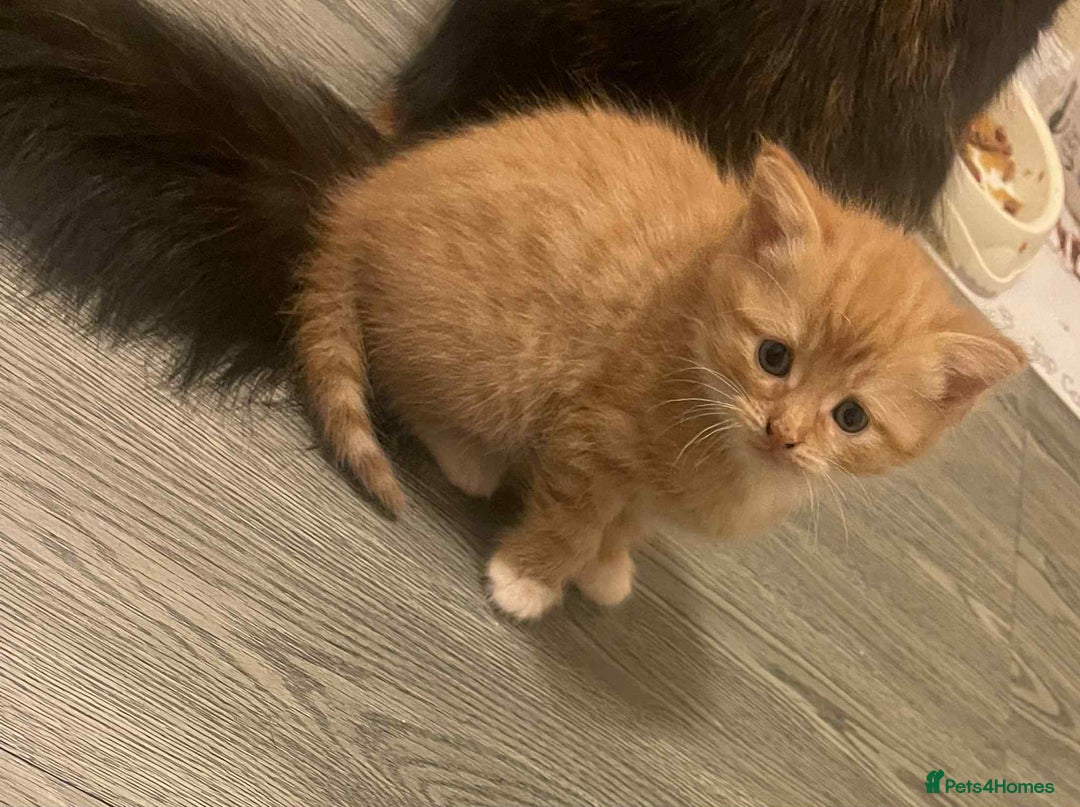 Domestic Shorthair cats for sale: Beautiful kittens  in Cheltenham - Image 6