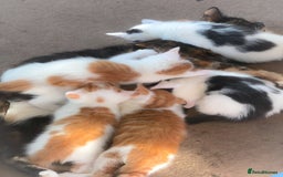 Mixed Breed cats for sale: kittens for sale  - Image 20