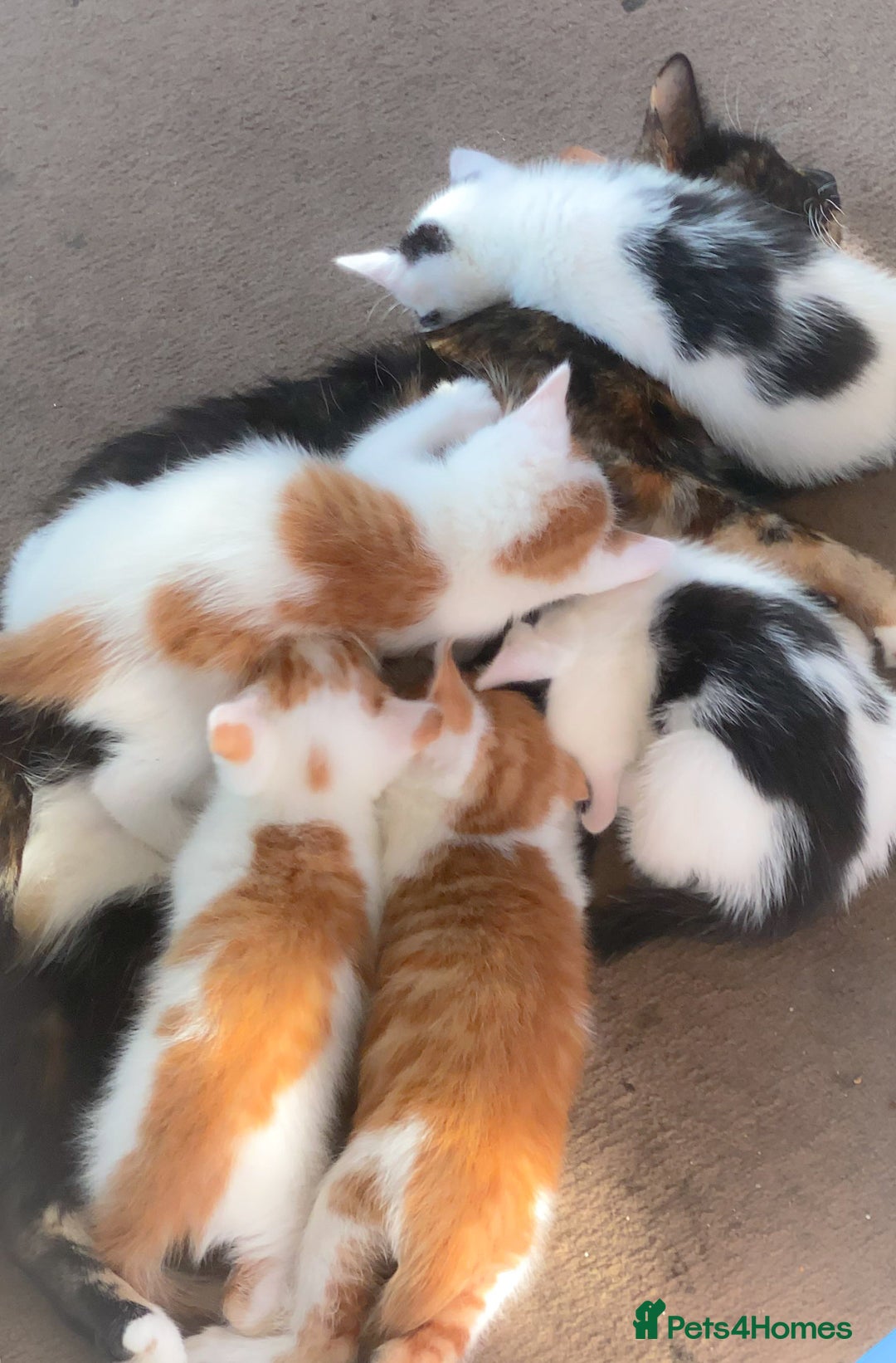 Mixed Breed cats for sale: kittens for sale  - Image 20