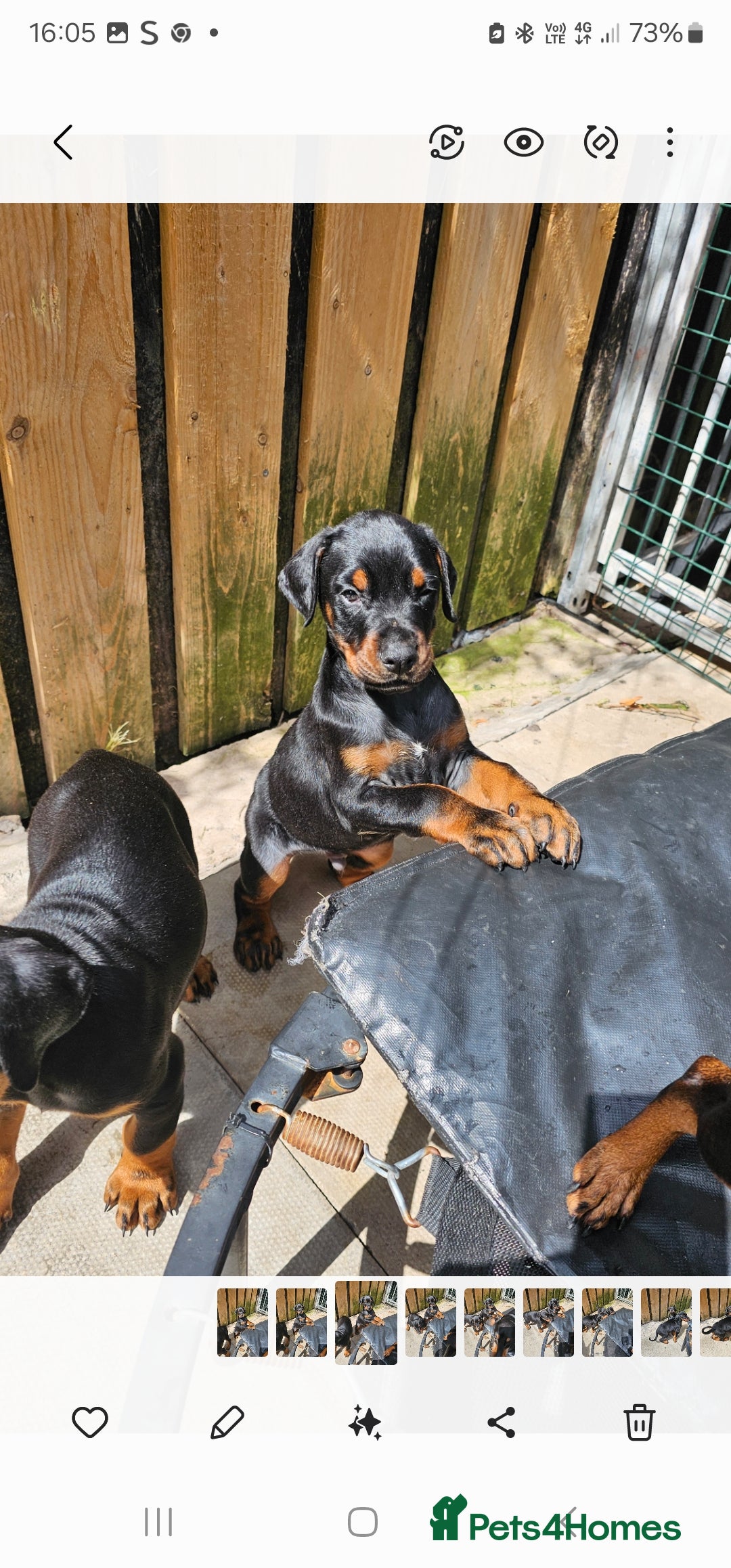 Dobermann dogs for sale: Top quality Dobermann puppies - Image 11