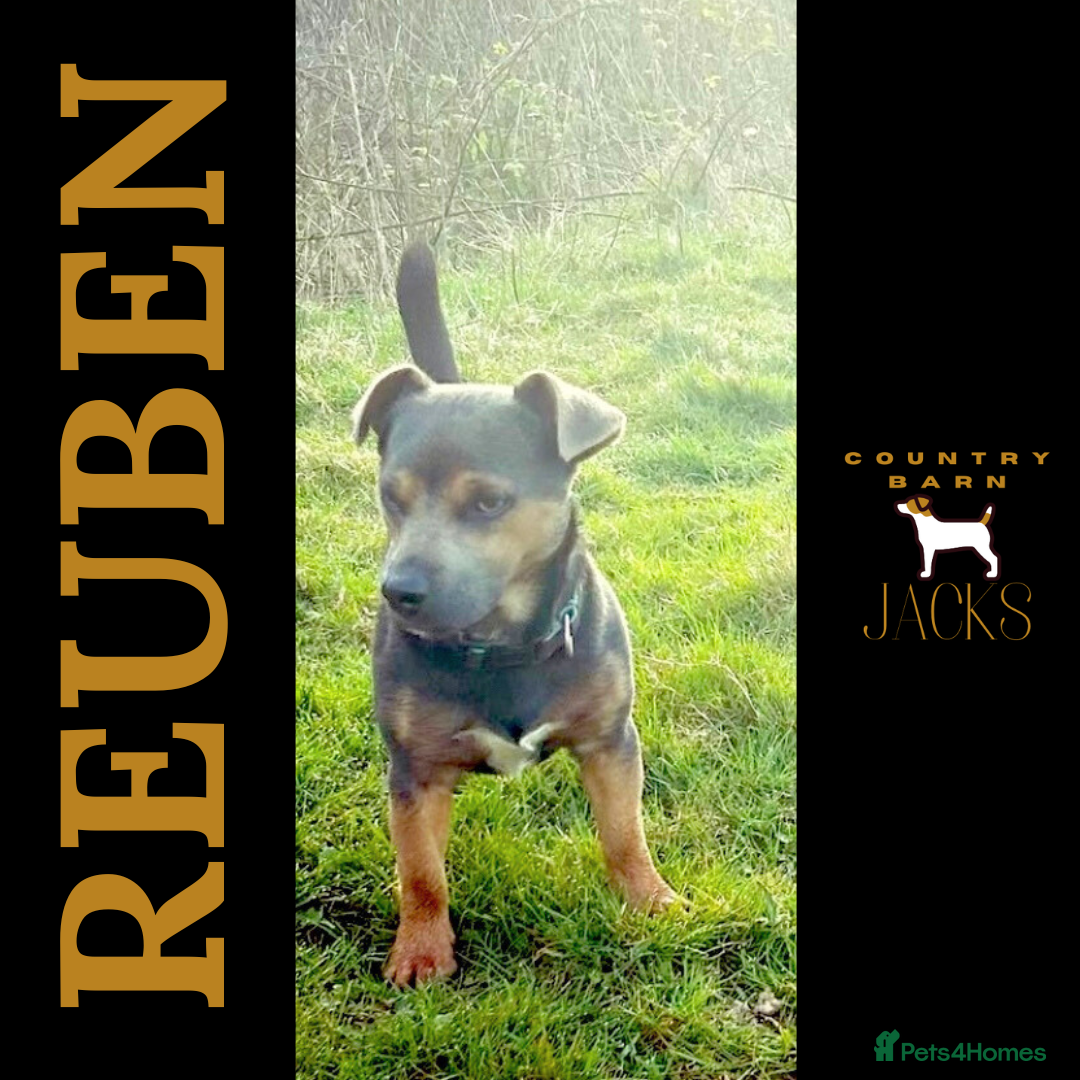 Jack Russell dogs Jack Russell Stud Blue & Tan in Hailsham - Advert 8