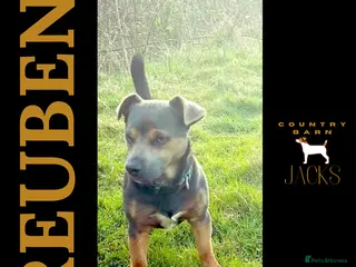 Jack Russell dogs Jack Russell Stud Blue & Tan in Hailsham - Advert 8