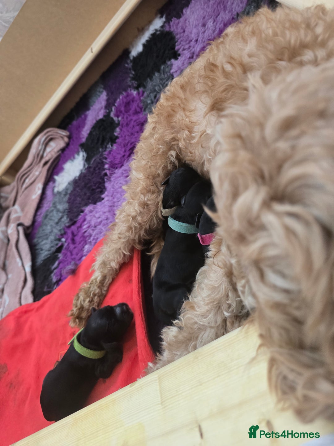 Cockapoo dogs for sale: American Cockapoo Puppies - Image 11