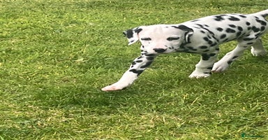 Dalmatian dogs - Advert 10