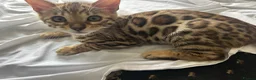 Bengal cats for sale: 2 beautiful bengal boys! - Advert 4