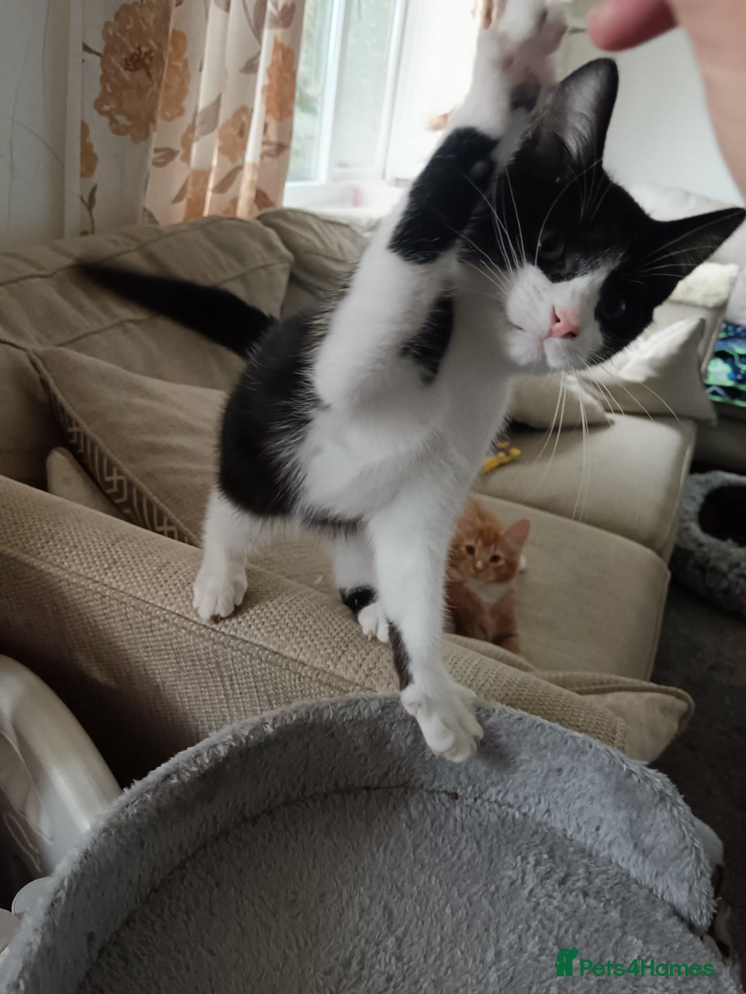 Norwegian Forest Cat cats for sale: Marshal - Image 2